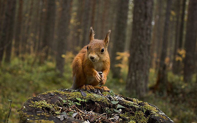 squirrel_in_forest.jpg