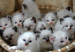 White kittens in a basket