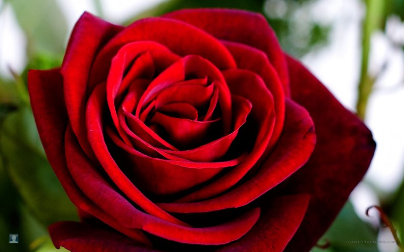 Valetine red rose