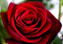Valetine red rose
