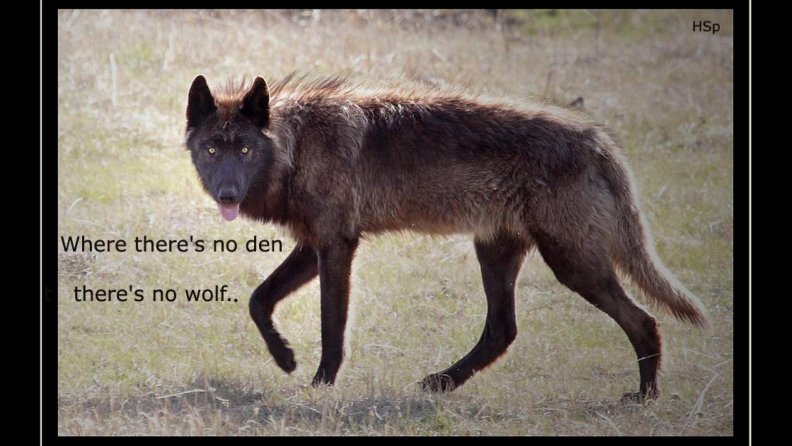 wolf_wisdom.jpg