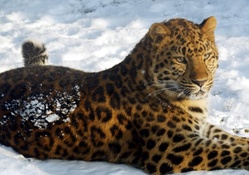 Jaguar_in_snow
