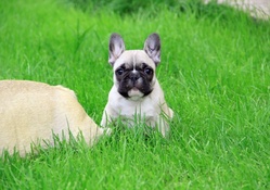 *** Puppy on grass ***