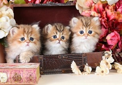 cute kittens in a suitcase