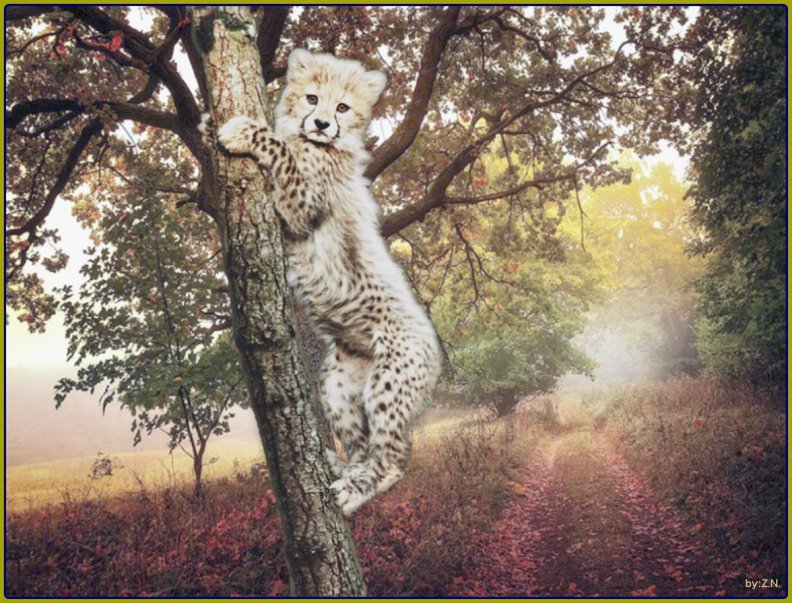 a_cute_cheetah.jpg
