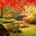 Japanese garden in autumn