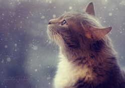 Watching the Snow Falling