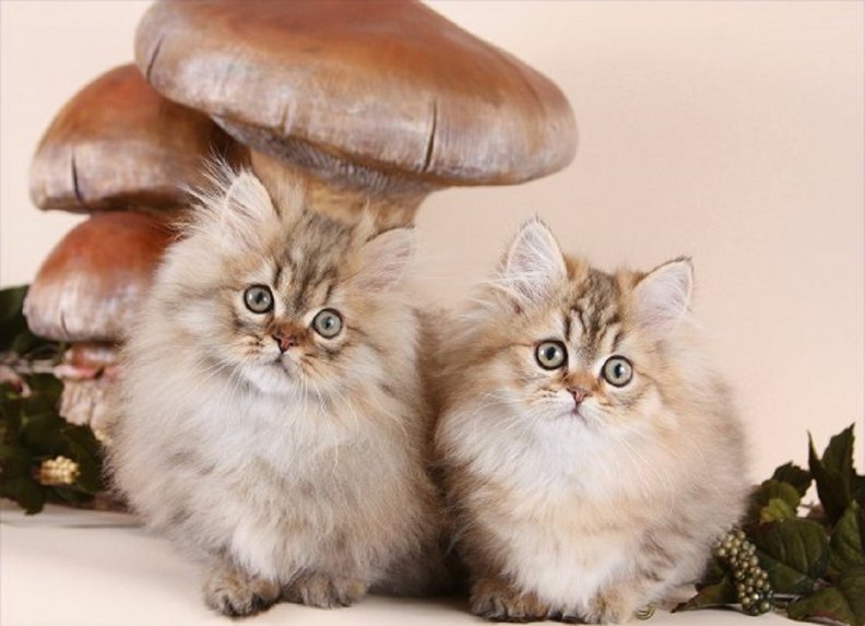 kittens under a mushrooms