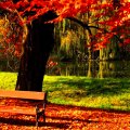 Bench under the tree