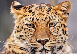 Leopard with a bored look