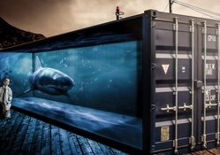 Shark Box Tank