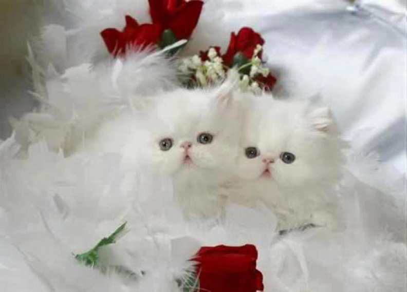 red_roses_and_white_fluffy_kittens.jpg