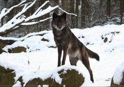 black timberwolf
