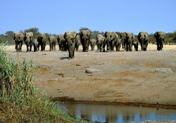 heading to the water hole