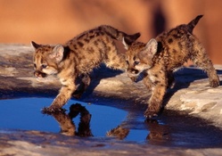 Leopard_cubs_pair