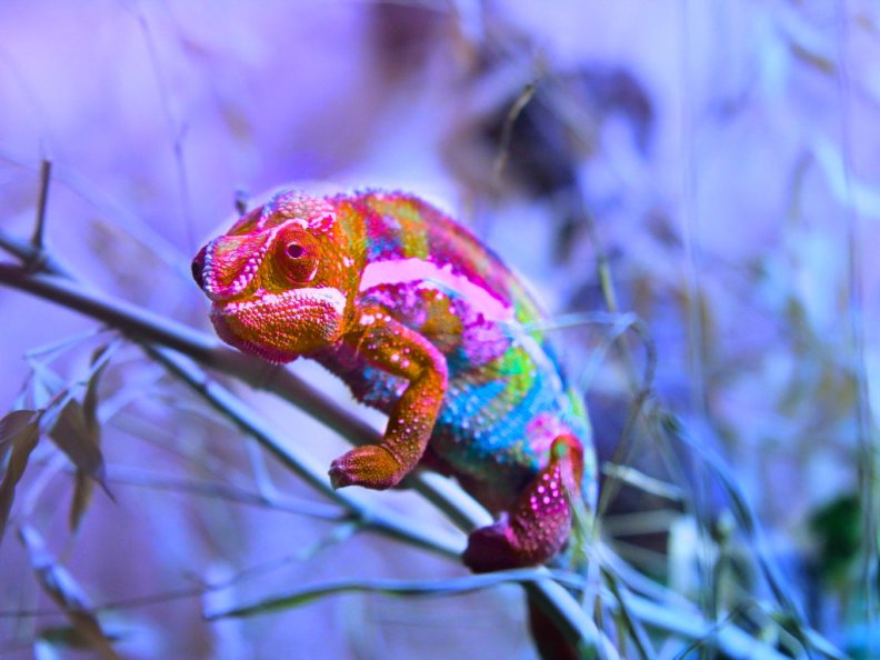 colored_chameleon.jpg