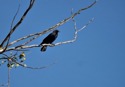 black crow