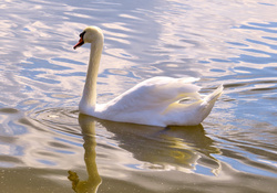 The Grace of a Swan