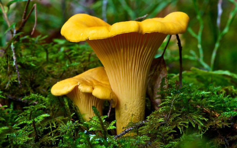 yellow_mushroom.jpg