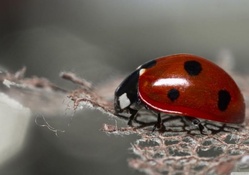 Red ladybug macro