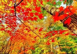 AUTUMN RED COLORED FOREST