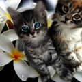 Kittens & Plumeria