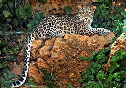 Leopard Relaxing on a Rock