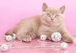 Cat_in_pink_background