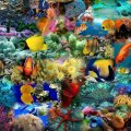 Fish Collage