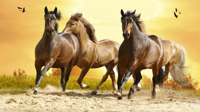 four_horses.jpg