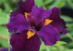 violet Iris