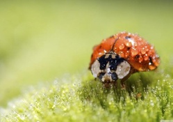 Ladybug super macro