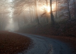 road in an autumn forest in morning fog