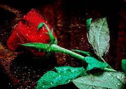 * Wet single rose *