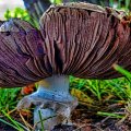 Don't Eat This Mushroom