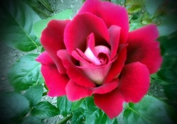 Piros rose