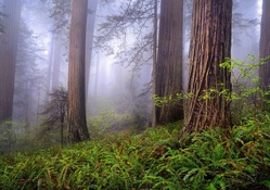 Misty Redwood Forest