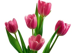 Lovely Tulips