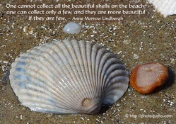 Collecting Shells