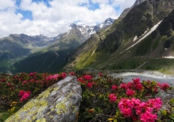 Mountain Flowers