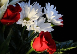 White Daisys and red Roses