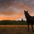 Horse in Rainbow Field