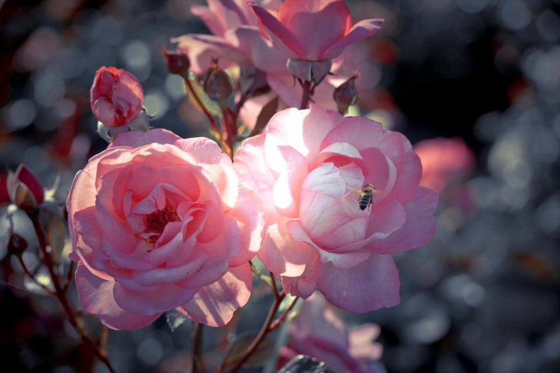 beautiful_pink_roses.jpg