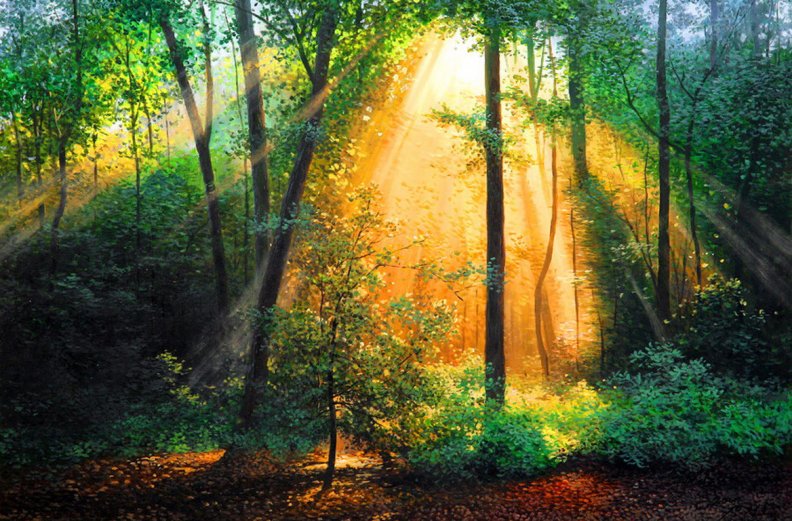 forest_sunlight.jpg