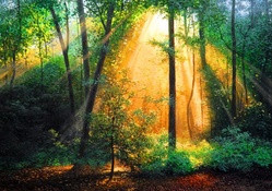Forest sunlight
