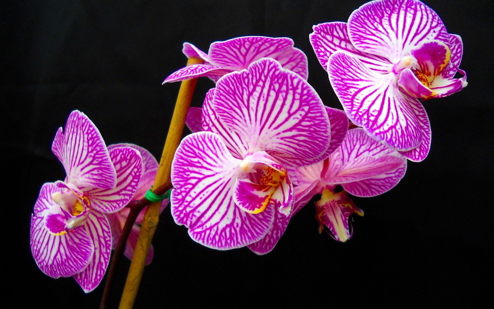 Orchids _ hdr