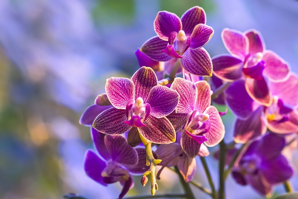 Lovely orchids