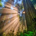 Forest sun rays