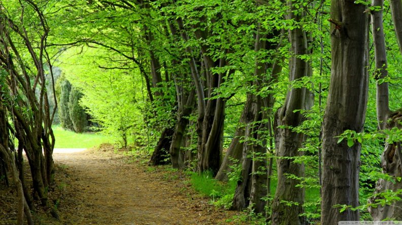 forest_path_summer.jpg