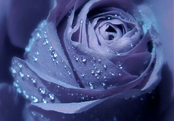 Wet Blue Rose